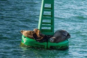 sea lion seal relaxing on a buoy photo