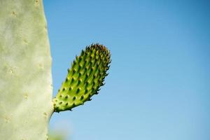 Cactus thorn macro detail onb blue photo