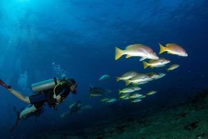 Yellow grouper sweetlips school of fish underwater photo