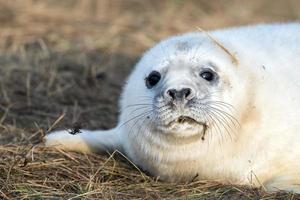 grey seal puppy while looking at you photo