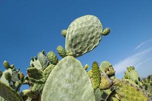 Cactus thorn macro detail photo