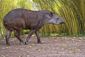 retrato de cerca de tapir sudamericano en la jungla foto