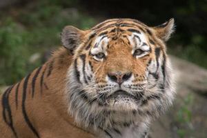 Siberian tiger ready to attack looking at you photo