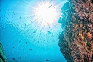 diving in colorful reef underwater in mexico cortez sea photo