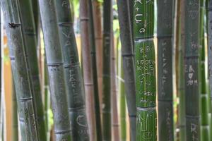 love writings on green bamboo photo