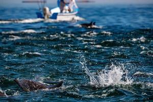 manada de delfines comunes saltando fuera del océano foto