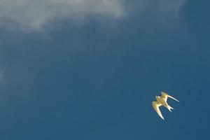 charrán blanco polinesio sobre fondo de cielo azul profundo foto