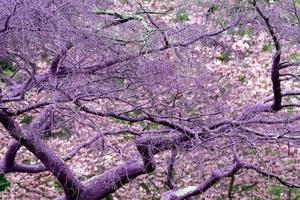 Purple violet painted tree detail photo