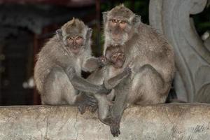 macque ape monkey inside bali induist temple photo