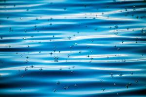 velella jellyfish on deep blue sea back photo