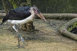 Marabu bird while eating a fish photo