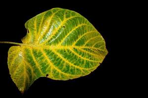 autumn leaf isolated on black photo