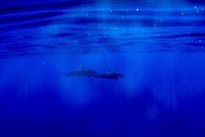 Pilot whale underwater in polynesia photo