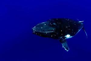 ballena jorobada bajo el agua en moorea, polinesia francesa foto