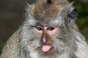 Indonesia macaque monkey ape close up portrait photo