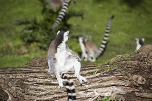 lemur monkey while jumping photo