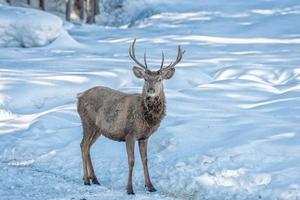 retrato de ciervo macho mientras te mira en el fondo de la nieve foto