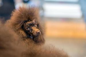 Funky Giant Poodle black dog profile on white photo