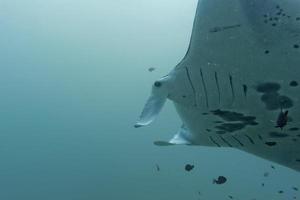 Manta underwater close up portrait while diving photo