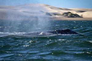 nariz de ballena gris que viaja por el océano pacífico mientras sopla foto