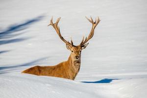 Deer portrait on the snow background photo