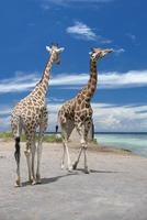 Two Giraffe on deep blue sky background photo