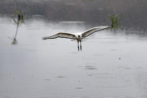 Sacred ibis bird flying in kruger park photo