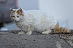 un gato de ojos amarillos en la nieve mientras caza foto