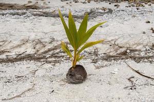 young coconut palm tree from fruit photo