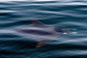 Manta in the blue ocean background portrait photo