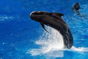 pilot whale jumping outside the sea photo