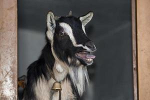 Black and white sheep while bleating photo