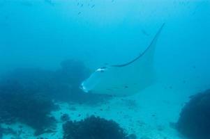 Manta while diving in Raja Ampat Papua Indonesia photo