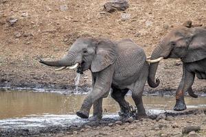 elephant fighting while drinking at the pool in kruger park south africa photo