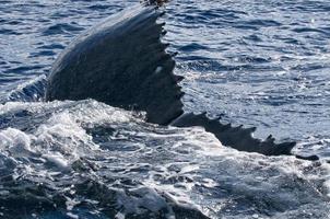 detalle de la ballena jorobada en el mar polinesio foto