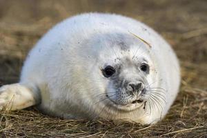 cachorro de foca gris mientras se relaja en la playa en gran bretaña foto