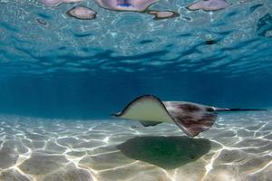 sting ray in french polynesia photo