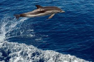 Dolphin while jumping in the deep blue sea photo