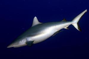 tiburón gris listo para atacar bajo el agua foto