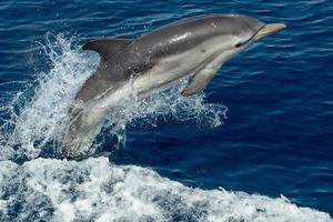 Dolphins while jumping in the deep blue sea photo