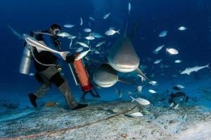 tiburón toro mientras se alimenta de tiburones foto