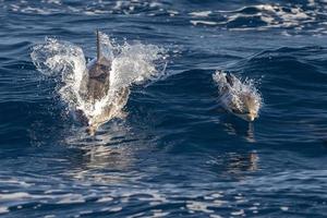 striped Dolphin while jumping in the deep blue sea near Genoa harbor italy photo