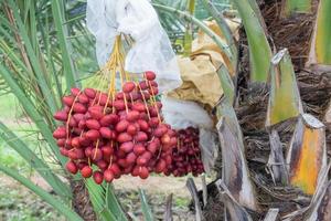 dátiles ramas de palmeras con dátiles maduros foto