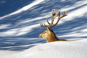 Deer on the snow background photo