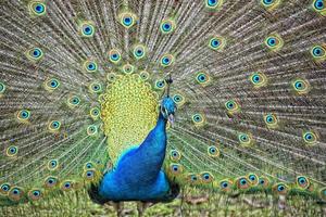 peacock bird wonderful feather open wheel portrait photo