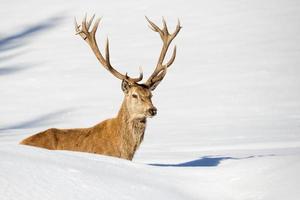 Deer on the snow background photo