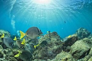 colorful reef underwater landscape with fishes and corals photo