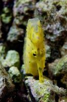 A yellow kuda female sea horse in Philippines photo