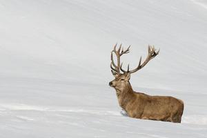 Deer on the snow background photo