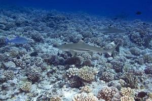 snorkeling with sharks in blue ocean of polynesia photo